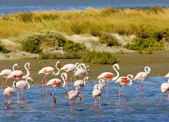 Flamingoes Camargue