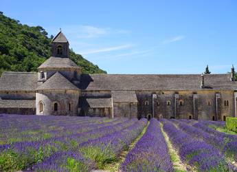 Provence BBT
