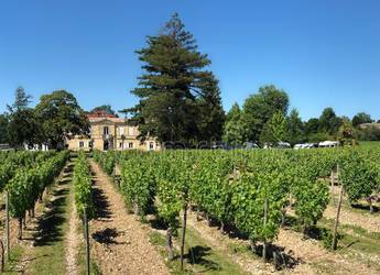 Tours Europe Blaye Vineyards