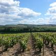 Champagen vineyards