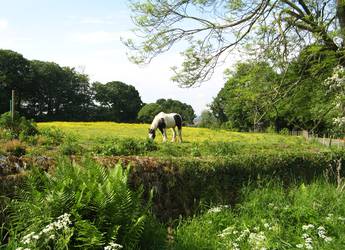 Hadrians Wall - horse