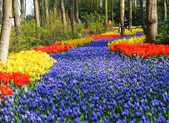 Keukenhof 1