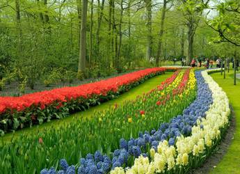 Keukenhof 3