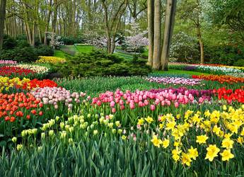 Keukenhof gardens