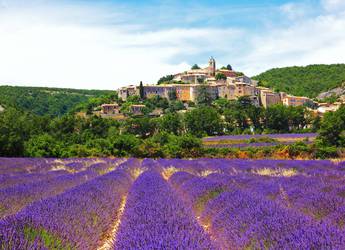 Lavender provence 2