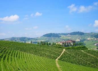 Tours Europe vineyard Piedmont
