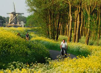 Tracks in the field of flowers