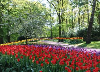 Tulips in Amsterdam