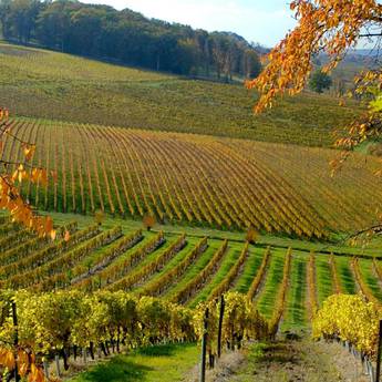 Wine Tours Europe