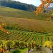 Wine Tours Europe