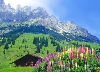 Tours Europe - Alpe Adria field