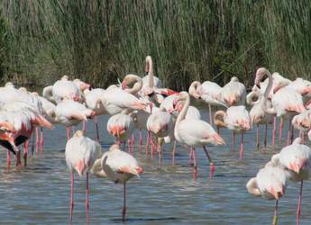 Flamingos on Camargue
