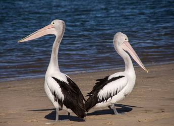 Tours Europe Pelicans