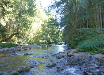 schluchtensteig stream over rocks