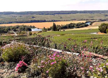 Champagne vineyards