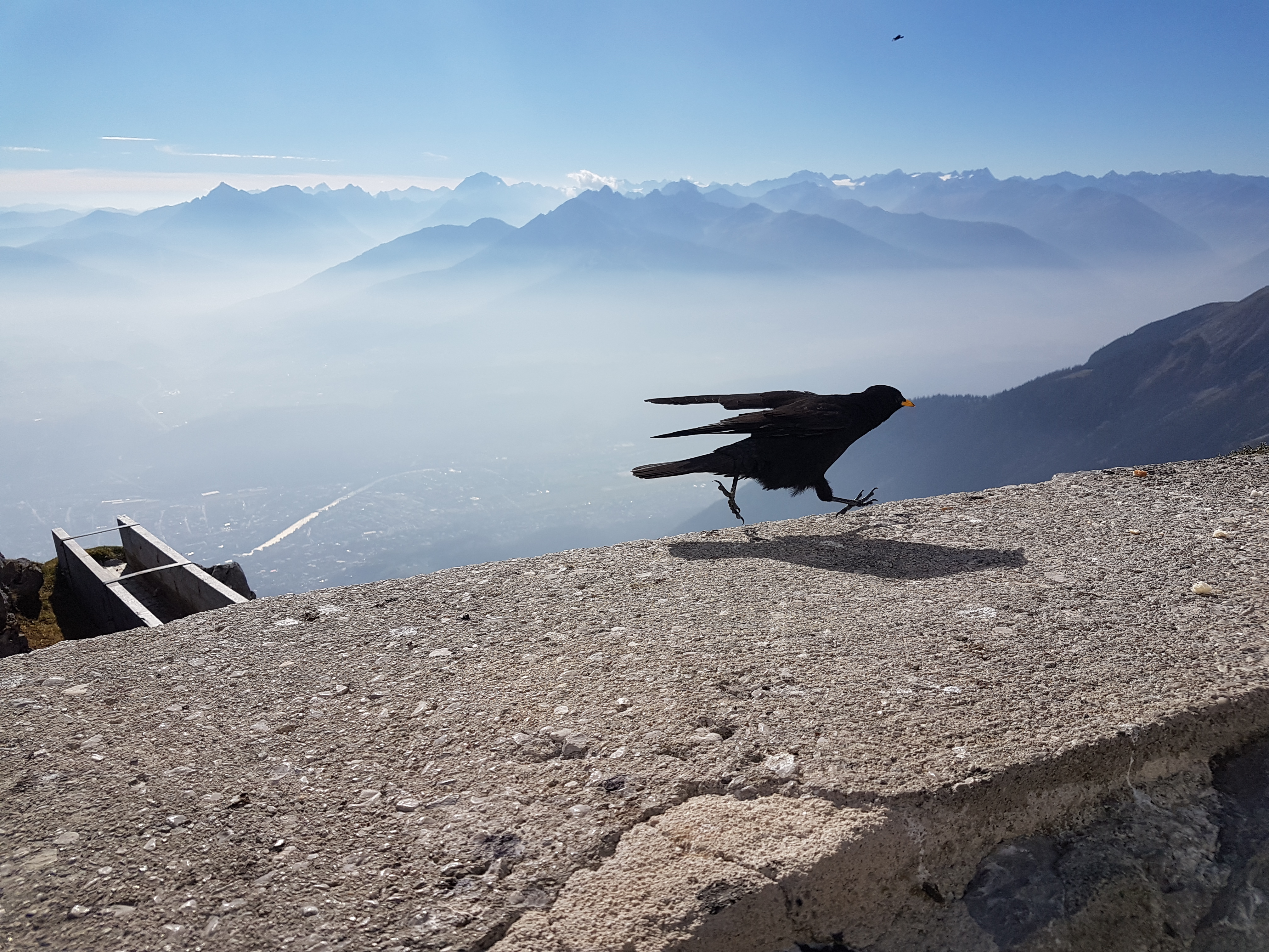 The Covid Bird Innsbruck