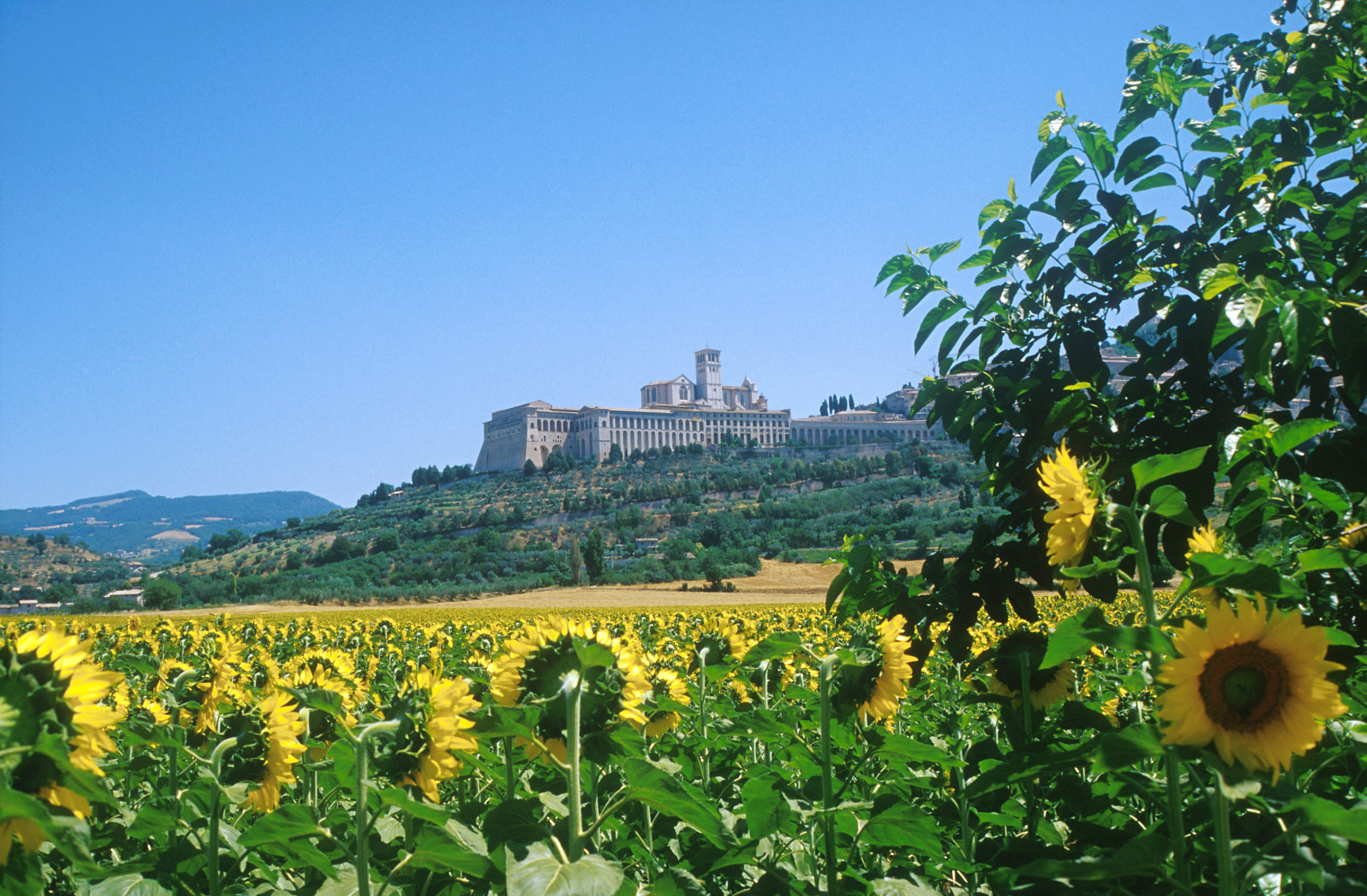 assisi