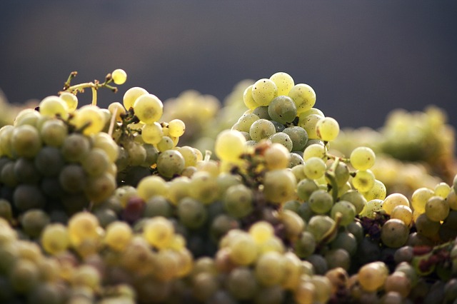 white Burgundy grapes