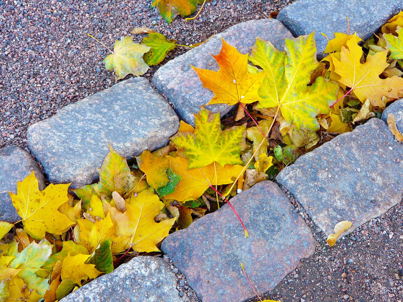 leaves in autumn