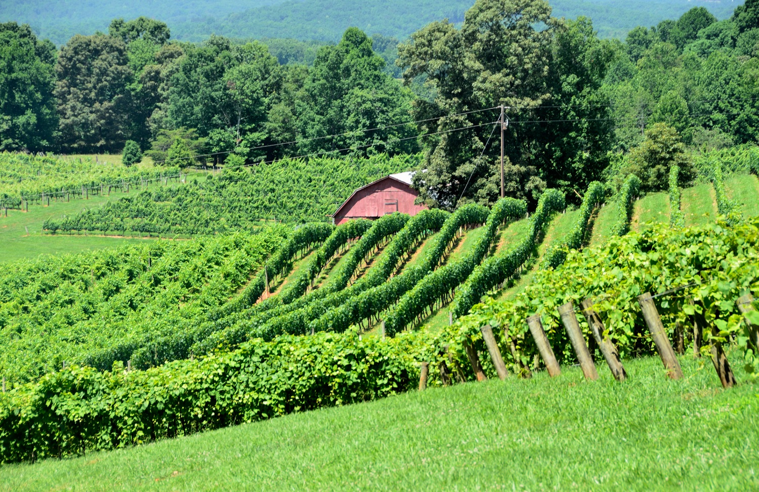 Vineyard and grapes