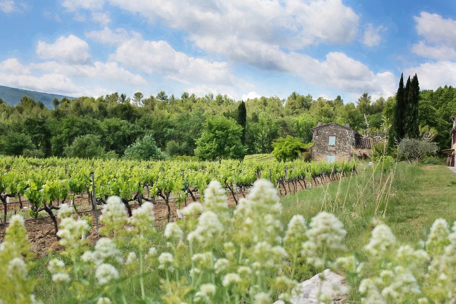 Route des vins