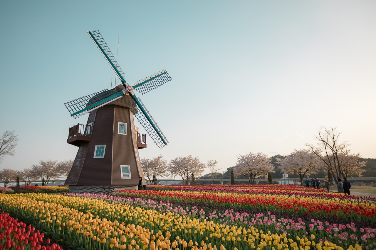 windmill and tulips